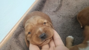 Prenotări la puiuți cocker spaniel auriu - imagine 3