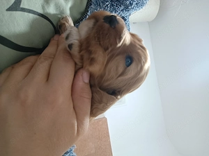 Prenotări la puiuți cocker spaniel auriu - imagine 2