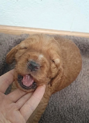 Prenotări la puiuți cocker spaniel auriu