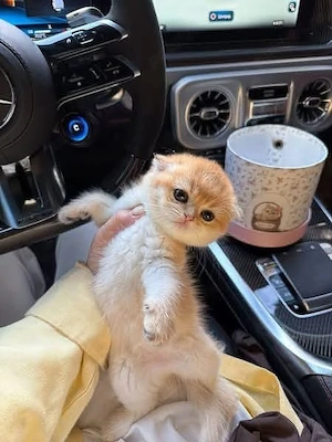 Scottish fold blue de elita - imagine 3