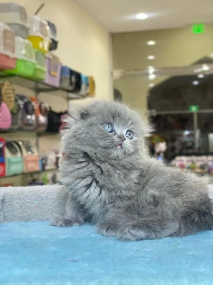 Scottish fold blue de elita - imagine 5