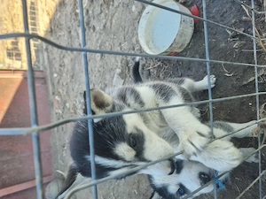 Cățelușa husky   - imagine 2