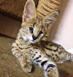 Pui de serval superbi, disponibili