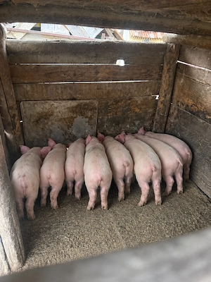 Purcei rasa pic x landrace