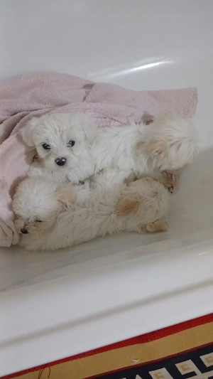 Puiuti Bichon Maltez - imagine 2