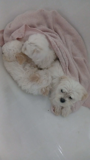 Puiuti Bichon Maltez - imagine 4