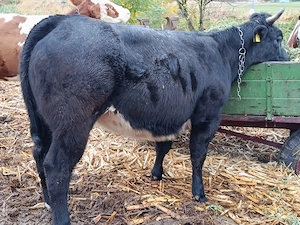 Vițea belgian 450 kg
