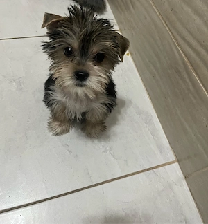 Pui Yorkshire Terrier mascul - imagine 3