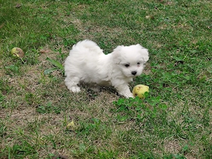 Bichon Maltez talie mică  - imagine 3