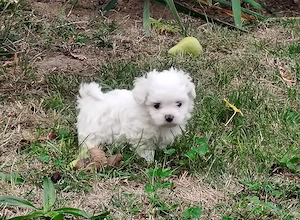 Bichon Maltez talie mică  - imagine 2