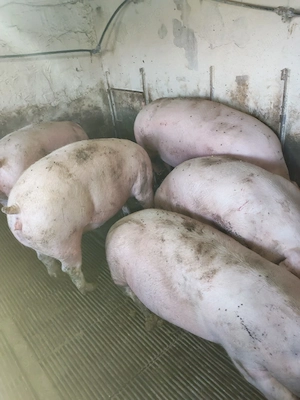 vind porci de carne - imagine 4