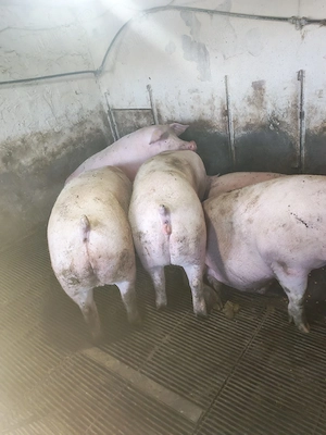 vind porci de carne