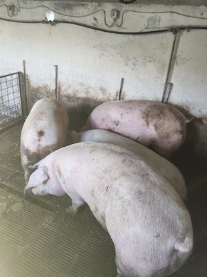 vind porci de carne - imagine 3
