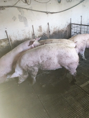 vind porci de carne - imagine 2