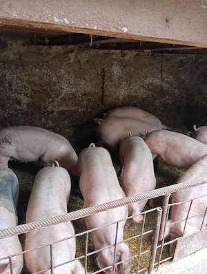 Porcii de vânzare 