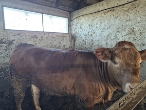 Vitea Limousin - imagine 3