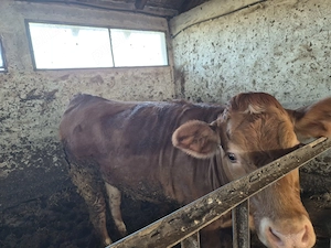 Vitea Limousin - imagine 2