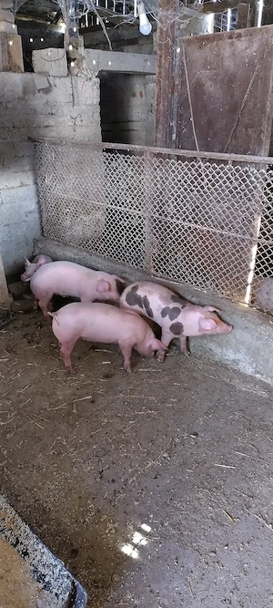 Vând 3 purceluși 