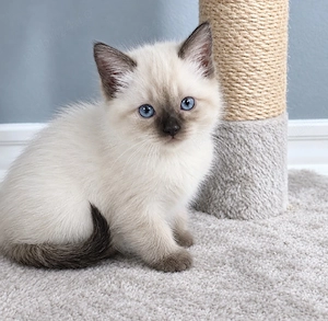 Ragdoll fetiță și băiețel 