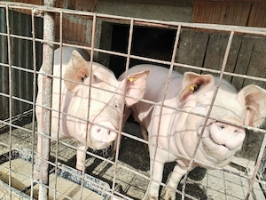 Vand porci de casa! 