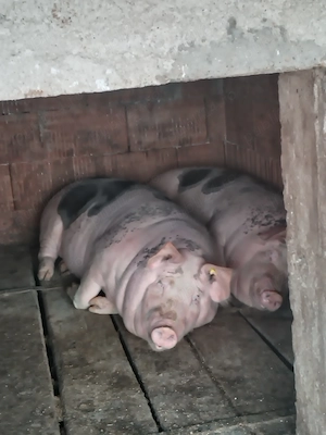 Vand porci de casa!  - imagine 2
