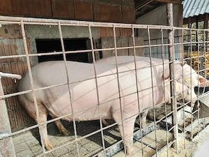 Vand porci de casa!  - imagine 4