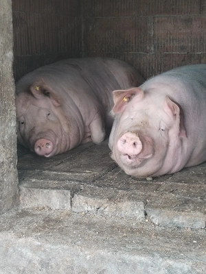 Vand porci de casa!  - imagine 3