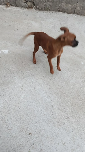 vând boxer femelă