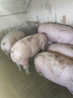 vind porci de carne - imagine 5