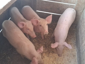 vând 4 masculi de 10 săptămâni 18-20 kg