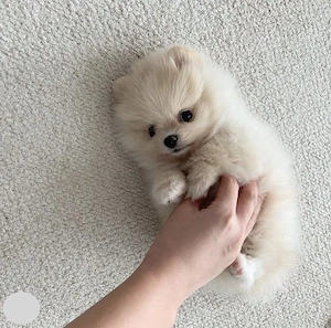 Fetita Pomeranian, talie mica