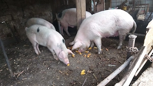 Porci de vanzare Balint