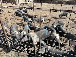 Porci si purcei mangalita si bazna . Pentru relatii tel   - imagine 3