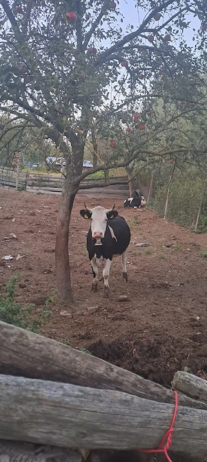 Vând vacă la prima fătare 
