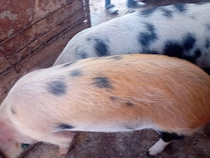 Scroafa petran de anu asta
