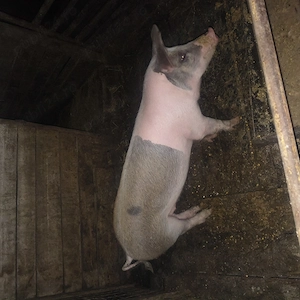 Purcea de vînzare!