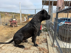 Cane Corso disponibili - imagine 4