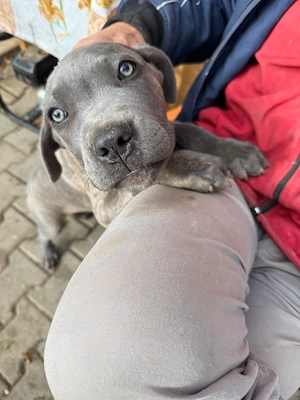 Cane Corso disponibili - imagine 3
