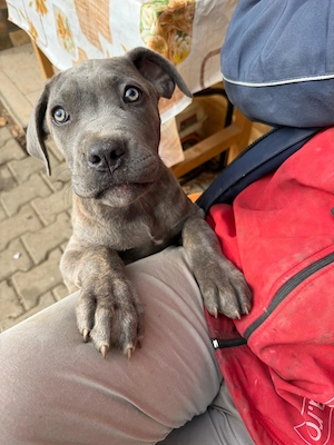 Cane Corso disponibili - imagine 5