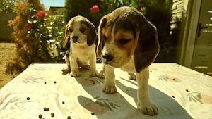 Vand Beagle tricolor - imagine 5