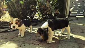 Vand Beagle tricolor - imagine 2