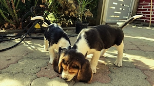 Vand Beagle tricolor - imagine 3