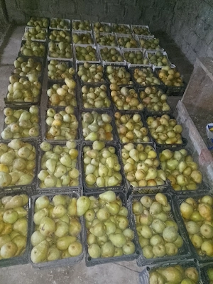 vand aprox.600 kg pere de toamna xenia
