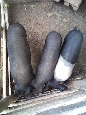 vand 2 porci porc si purcea 