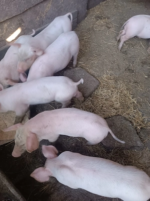 purcei de vanzare 