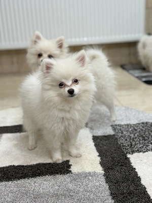 Fetițe Pomeranian - imagine 3