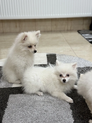 Fetițe Pomeranian - imagine 4