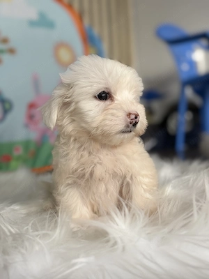 O fetiță superbă bichon
