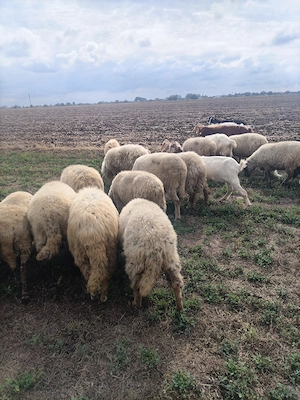 Vând 14 oi și 1 berbeac și 10 capre de lapte - imagine 4
