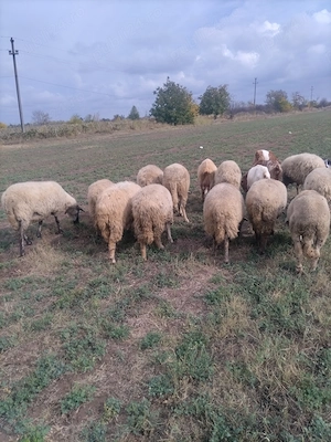 Vând 14 oi și 1 berbeac și 10 capre de lapte